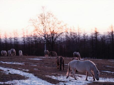 朝焼けと道産子 朝焼け,馬,どさんこの写真素材