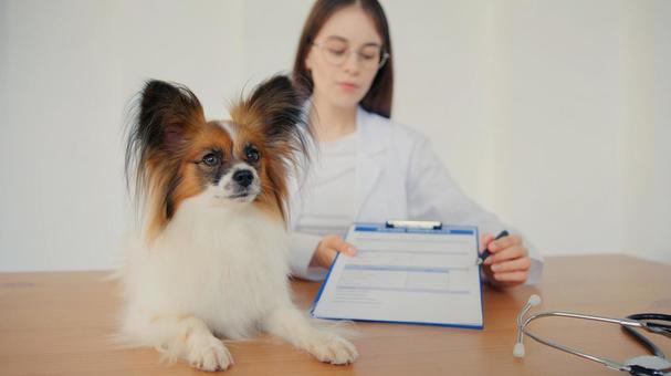 パピヨンと記入を終えた女性 医療,予防,医者の写真素材