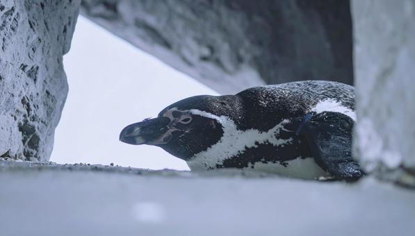 昼寝するペンギンの横顔 昼寝するペンギンの横顔の写真
