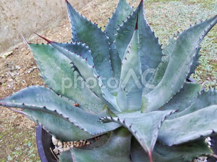 多肉植物　アガベ　ポタトラム 多肉植物,アガベ,ポタトラムの写真素材