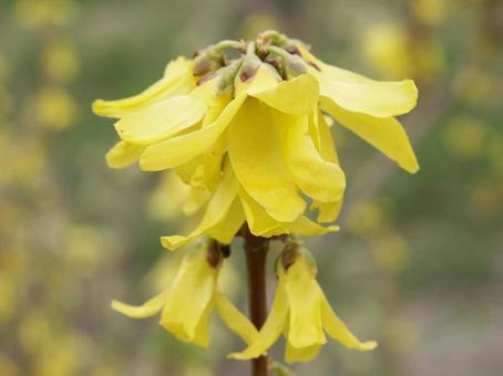 Photo, forsythia, close-up, flowers and trees, 