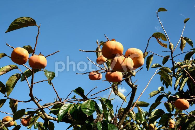 木に生った柿の実と青空 柿,柿の木,食べ物の写真素材