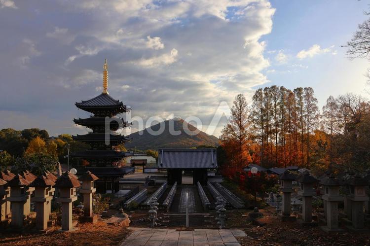 １１月下旬の高松市法然寺の紅葉 背景,紅葉,植物の写真素材