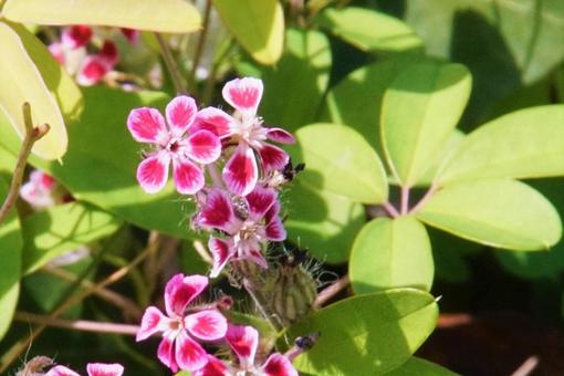 雑草の花 雑草の花の写真