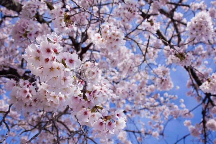 春陽の安曇野　ソメイヨシノの古木に咲く桜 自然,晴天,晴れの写真素材