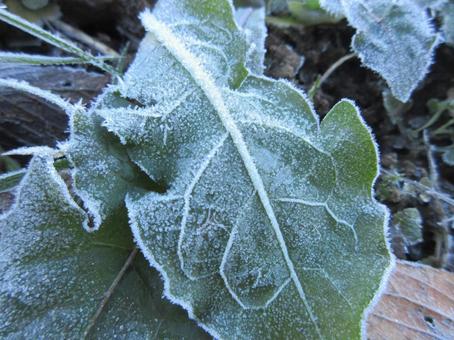 霜の着いた落ち葉 霜,落ち葉,冬の写真素材