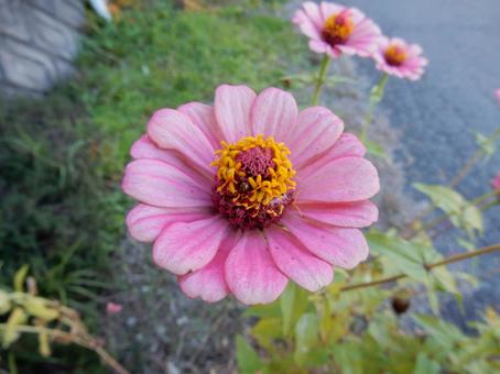 【花の写真】 ヒャクニチソウ（百日草） 百日草,ヒャクニチソウ,植物の写真素材