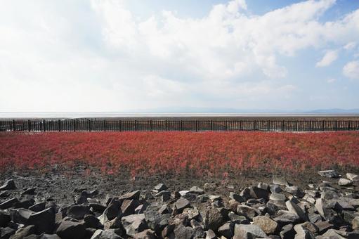 佐賀 干潟よか公園4 干潟よか公園,シチメンソウ,七面草の写真素材