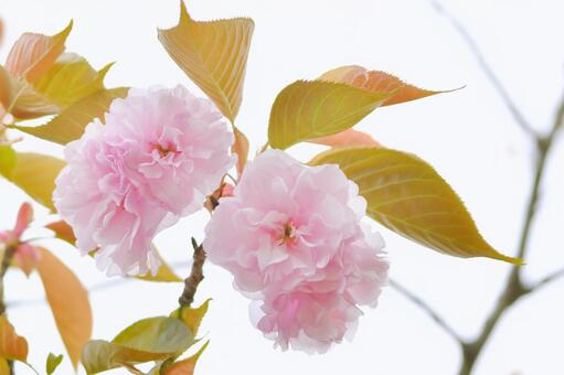 紅色の八重桜　関山 桜,関山,八重桜の写真素材
