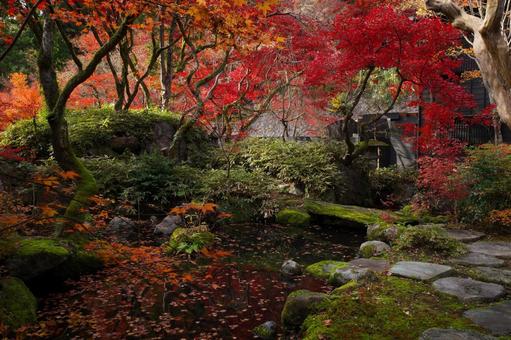 秋の庭園と池 秋の庭園と池 秋,庭園,池の写真素材