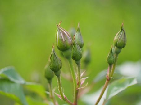 白いバラ　アイスバーグ　つぼみ① バラ,薔薇,花の写真素材