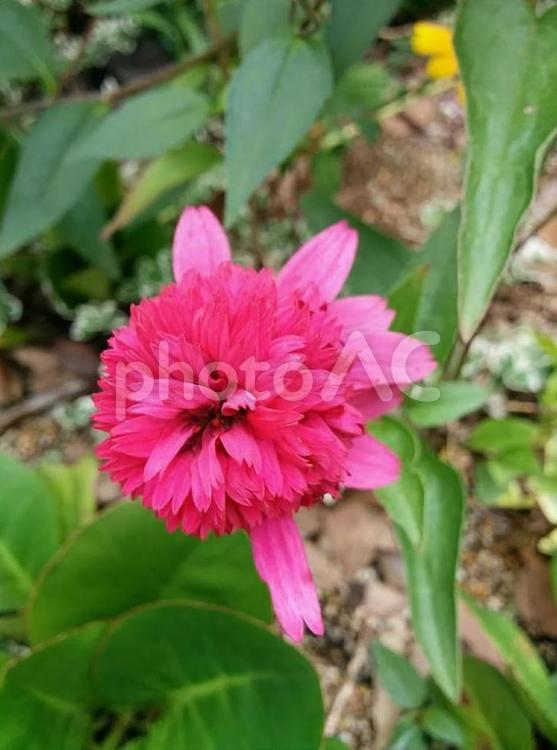 花　エキナセア　ムラサキバレンギク　むらさきばれんぎく　紫馬簾菊　優しさ　深い愛　ただよう品格　3 夏,エキナセア,ムラサキバレンギクの写真素材