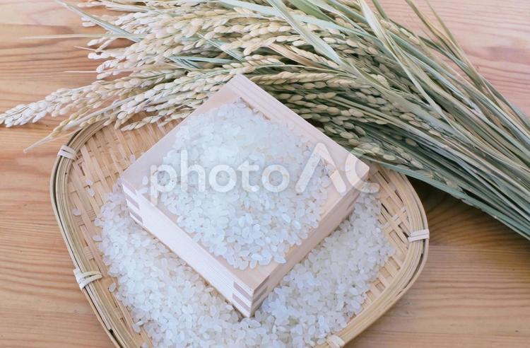 実りの秋「稲と米」① 米,秋,穀物の写真素材