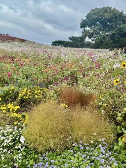 茨城のコスモスの写真