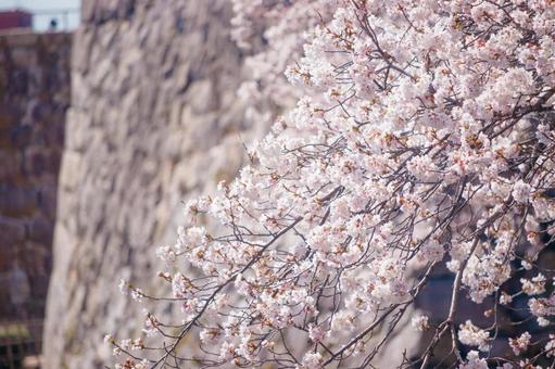 満開の桜 満開の桜の写真