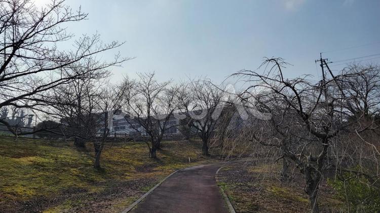落葉樹の並木 落葉樹,並木,芝生の写真素材