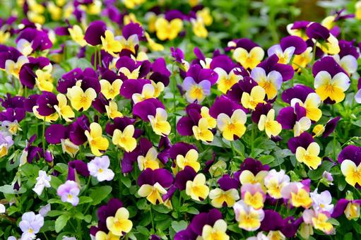 花壇のビオラ 花壇のビオラ ビオラ,花壇,花の写真素材