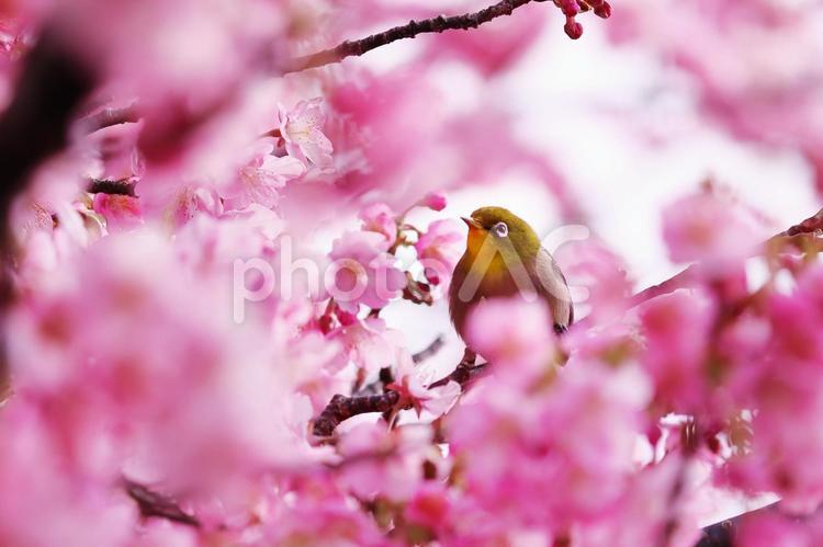 美しい桜に囲まれた可愛いメジロ メジロ,桜,春の写真素材