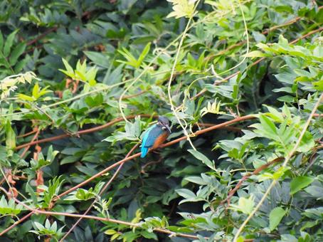 茂みの前のカワセミ 背中 茂みの前のカワセミ 背中 カワセミ,鳥,鳥類の写真素材