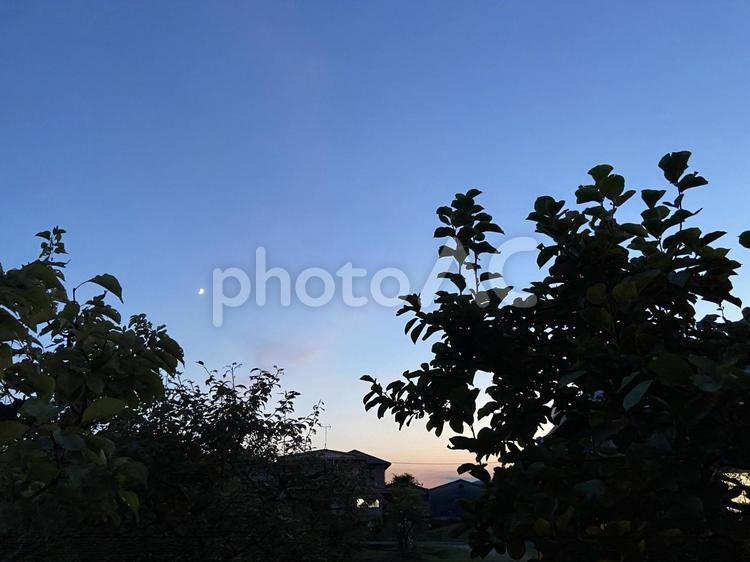 秋めく夕闇 8月下旬,木々,シルエットの写真素材