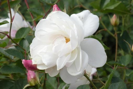 白いバラ バラ,薔薇,白の写真素材