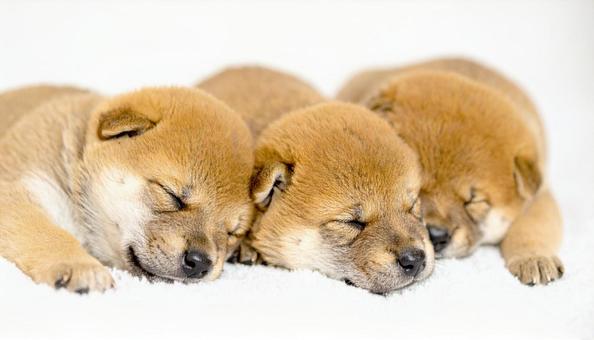 身を寄せ合って眠る柴犬の子犬 豆柴 身を寄せ合って眠る柴犬の子犬 豆柴の写真