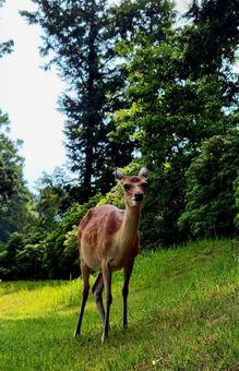 鹿に見られて 鹿に見られて 鹿,野生,カメラ目線の写真素材