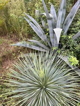 公園の観葉植物 公園の観葉植物 公園,植物,緑の写真素材