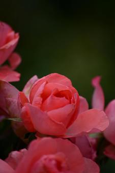 薔薇 薔薇の写真