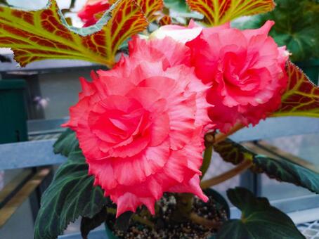 球根ベゴニア ベゴニア,球根,赤色の写真素材