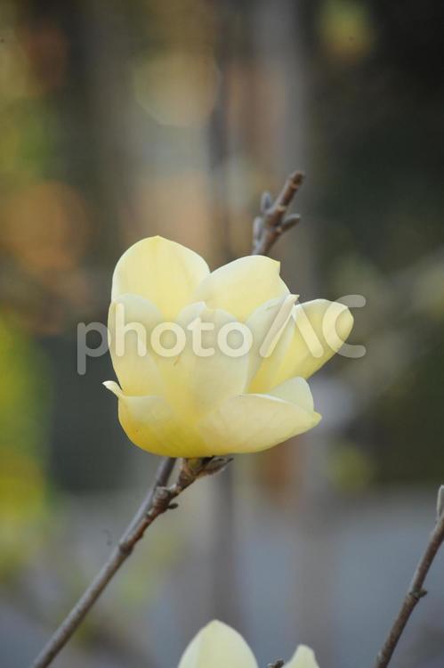 キバナモクレン　エリザベス モクレン,公園,春の写真素材