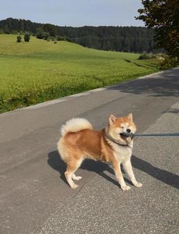 散歩中に駄々こねる、秋田犬 秋田犬,犬,イヌの写真素材