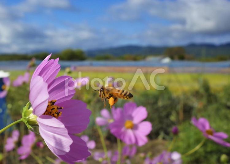秋桜の花と飛び交うミツバチ ミツバチ,秋桜,花の写真素材
