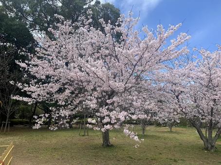 桜_06 桜_06の写真