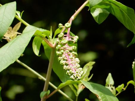 【植物写真】ヨウシュヤマゴボウ 【植物写真】ヨウシュヤマゴボウの写真