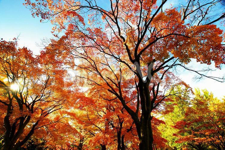 北海道大学のイチョウ並木 青空,晴れ,赤の写真素材