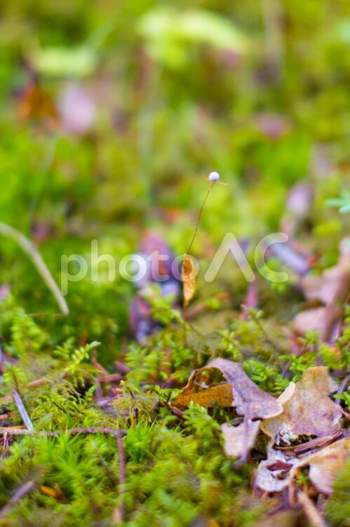 植物の胞子か種子 種子,胞子,森の中の写真素材