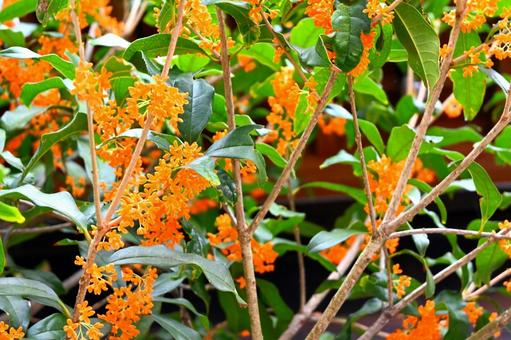 満開のキンモクセイ 金木犀,キンモクセイ,香りの写真素材