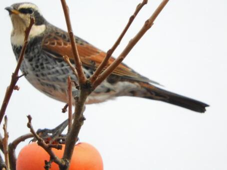 ツグミ ツグミ,野鳥,鳥の写真素材