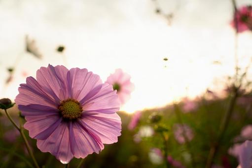柔らかな光と朝露に濡れるピンクのコスモス コスモス,秋桜,花の写真素材