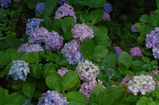 暗がりのカラフルな紫陽花 暗がりのカラフルな紫陽花の写真
