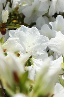 Azalea, JPG Azalea, JPG