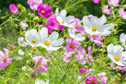 コスモスの花の写真