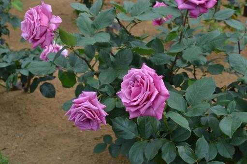 バラの花 バラの花の写真