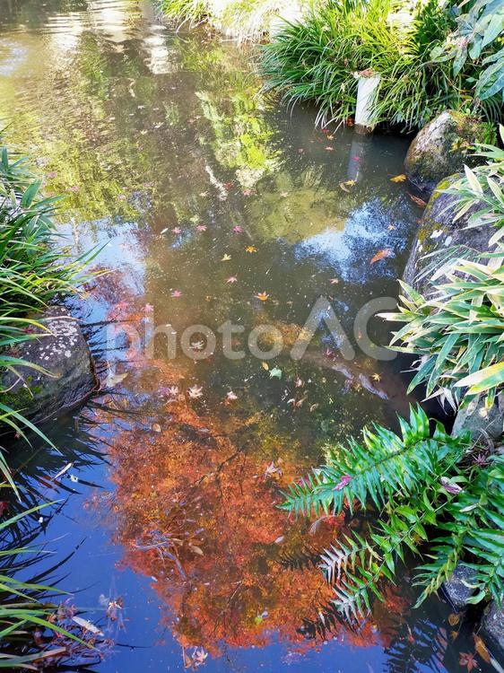 山中の池に映る紅葉と流れる赤い落ち葉 池,シルエット,紅葉の写真素材