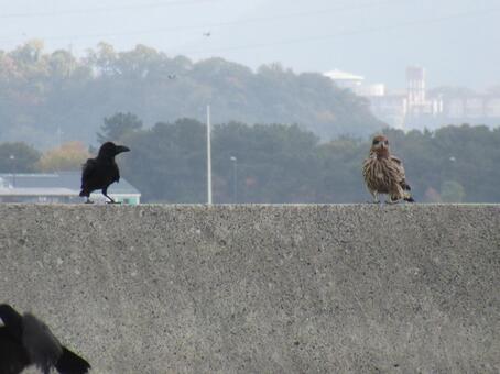 トビとカラス 留鳥,猛禽,タカ類の写真素材