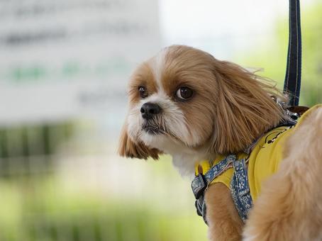 公園散歩中のワンコ(シーズー) 公園散歩中のワンコ(シーズー) 犬,シーズー,小型犬の写真素材