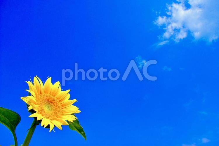 ヒマワリと青空 ヒマワリ,ひまわり,向日葵の写真素材