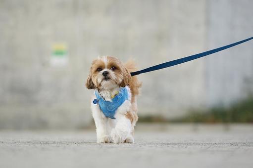お散歩シーズー お散歩シーズー 犬,シーズー,可愛い犬の写真素材