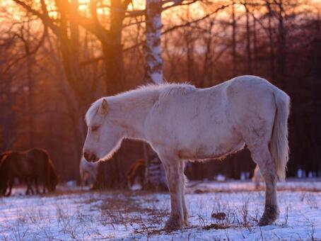朝焼けと道産子 朝焼け,馬,どさんこの写真素材